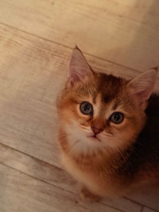 Шотландські Кошенята золотої шиншили