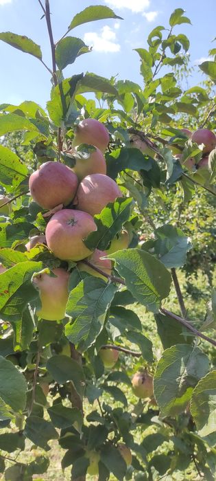 Дім/будинок/хата в с. Літки (біля м. Деражня)