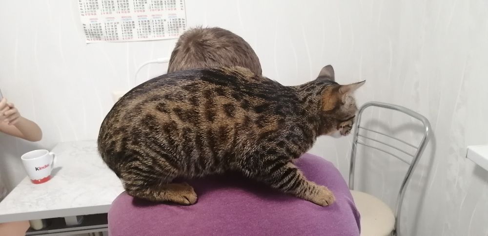 Вязка!!! Бенгальская кошка ищет жениха