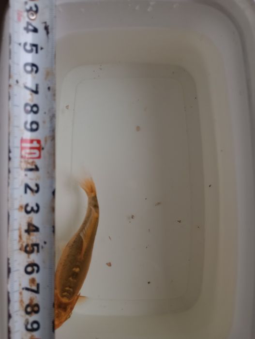 Карп Кои Кикусуи, Шисуи