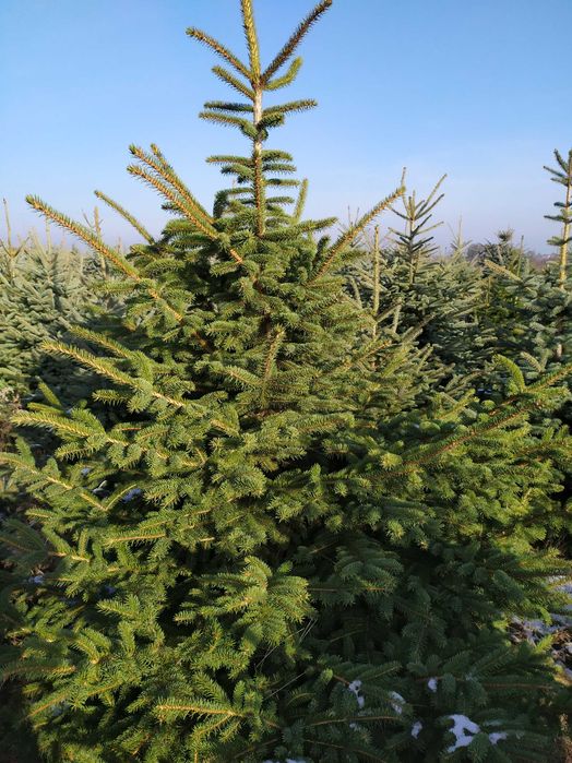 choinki Garbow jodla swierk z wlasnej plantacji