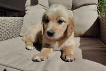 Golden retriever suczka