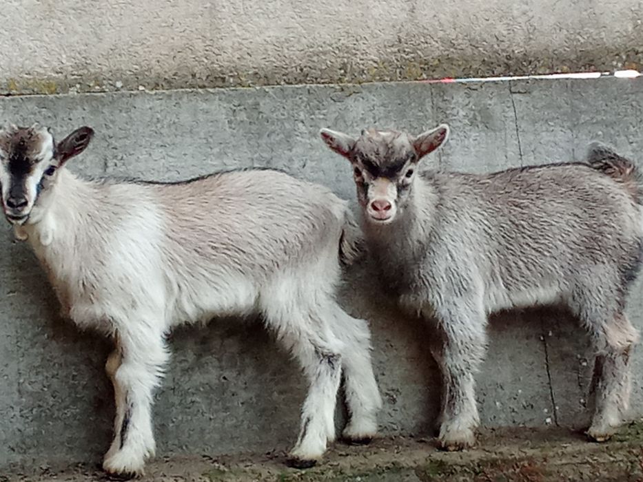 Koziołki miniaturki