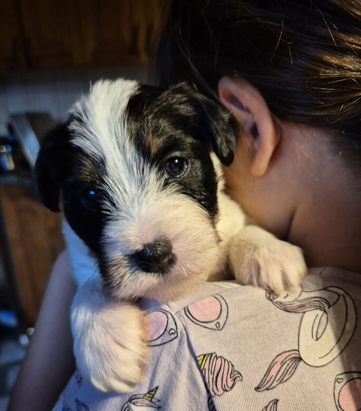 Parson Russell Terrier