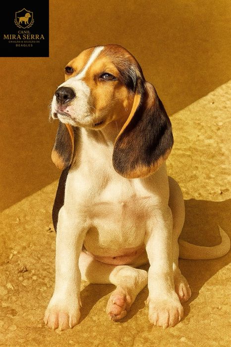 Beagle Fêmea Com Lop e Afixo