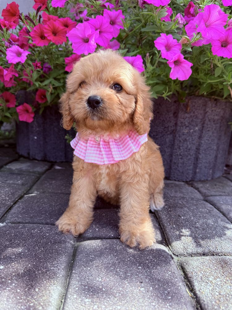 Cavapoo Sunia Hybryda Ras