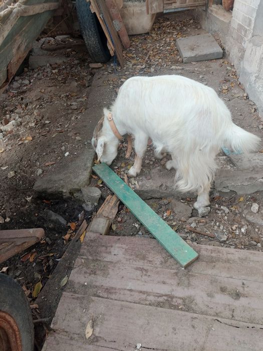 Sprzedam koze biała gotowa do zapłodnienia