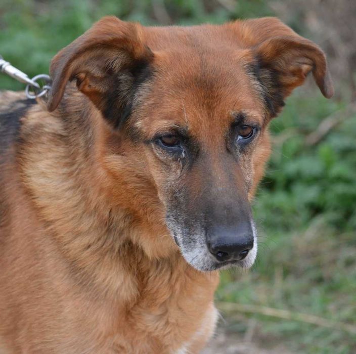 Kapsel szuka spokojnego domu!