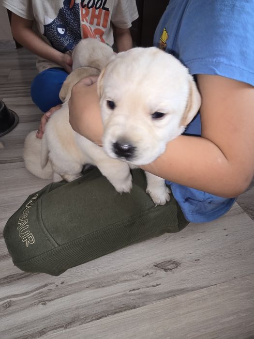 SzczeniakLabrador retriever