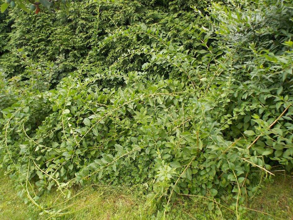 Jagoda Goji Lycium barbarum owocujące sadzonki oraz duży krzak!