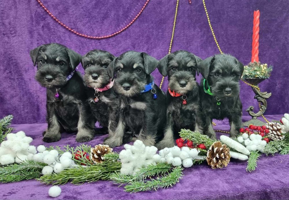 Цуценята цвергшнауцера