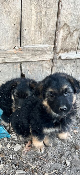 Oddam pieski w dobre rece