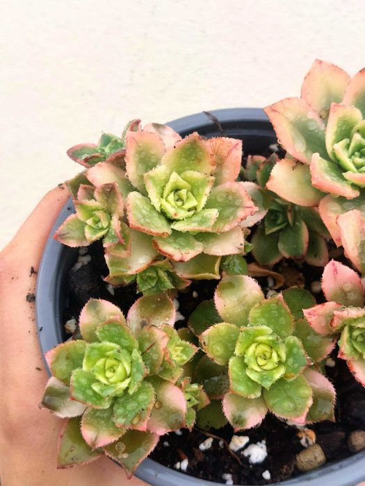 Suculenta Aeonium