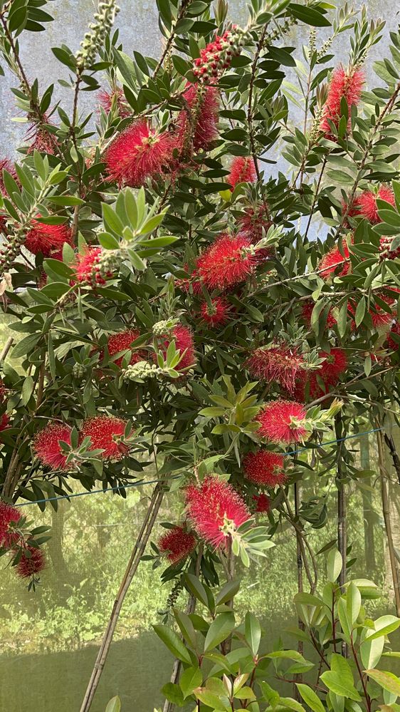 Limpa Garrafas_ Callistemon citrinus “Endeavour”