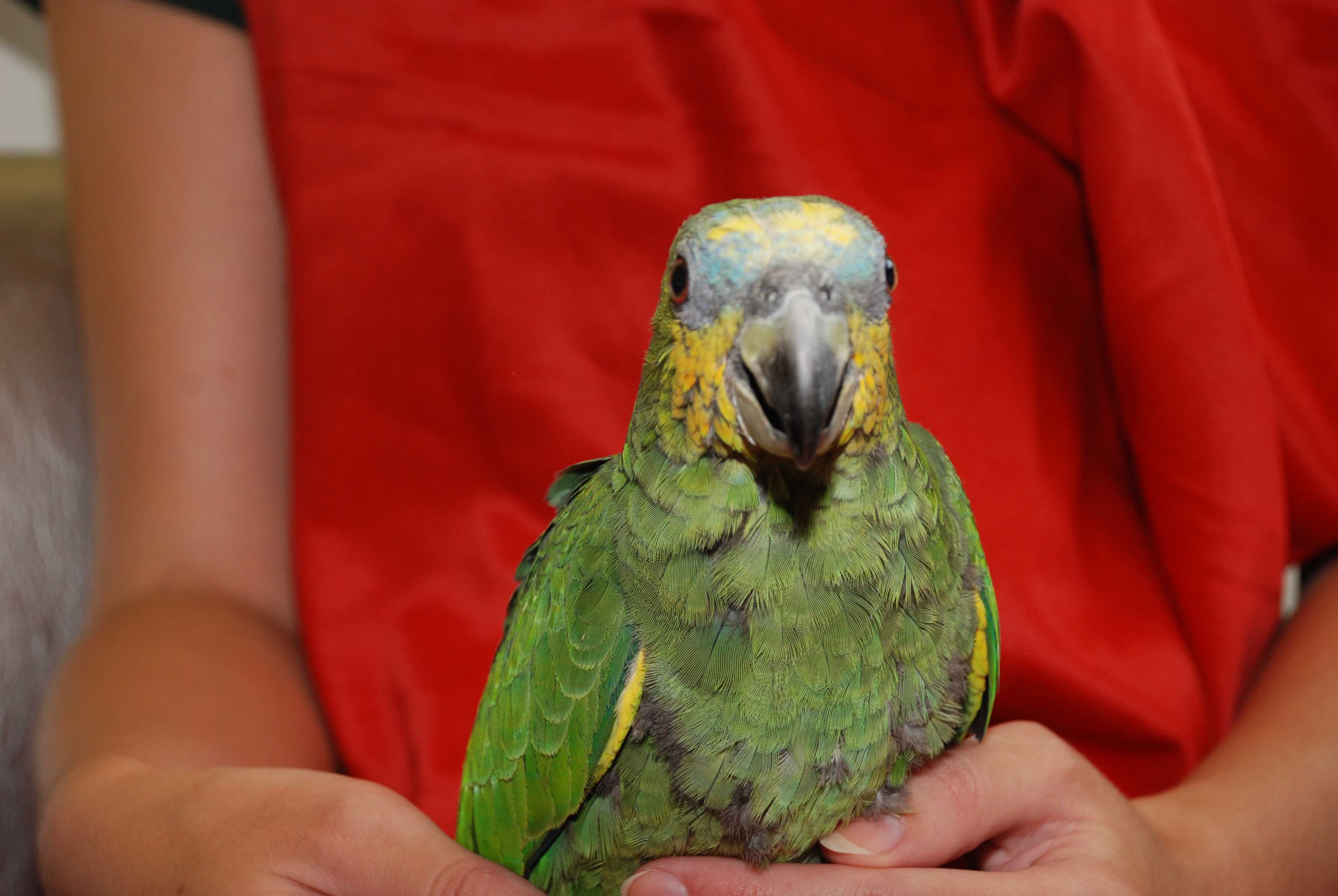 Ручной попугай венесуэльский амазон птенцы