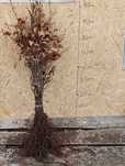 Buk pospolity ( fagus sylvatica ) sadzonki  30-60 cm