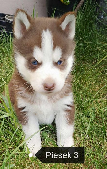 Szczeniak husky syberian szczeniaki hasky