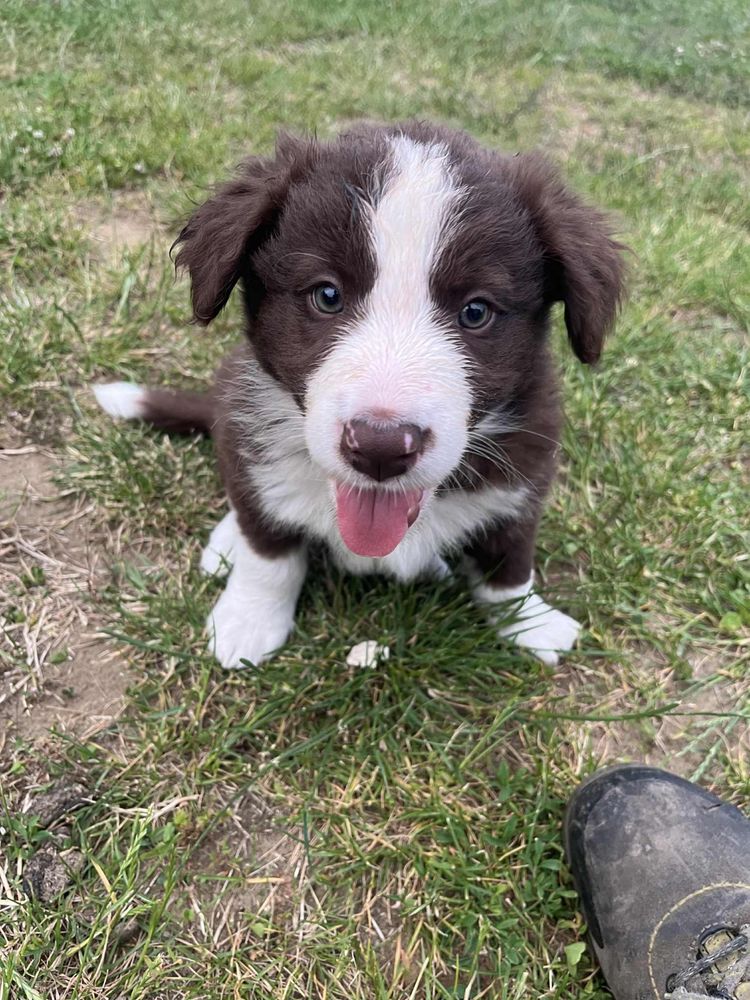 Border Collie czekoladowy szczeniak