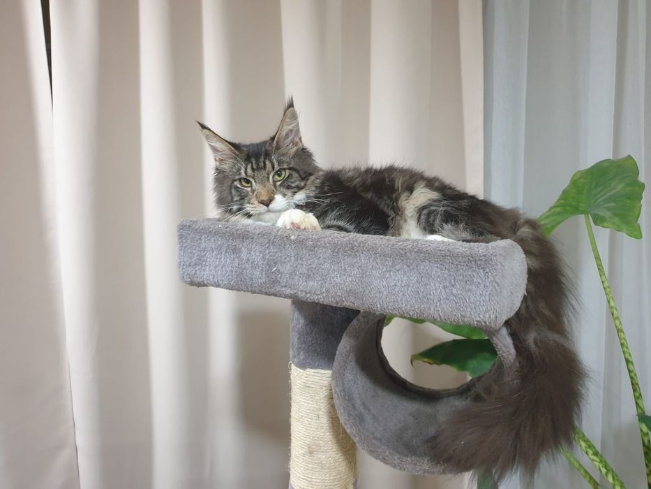 Fêmea  Maine Coon com Lop