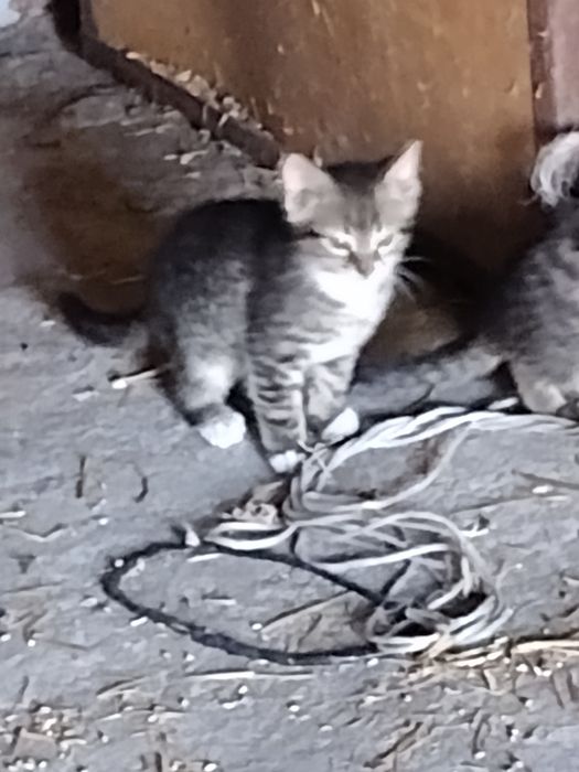 Kotki koty kocięta