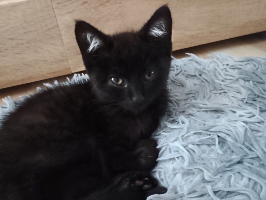 Kotka Megi do adopcji