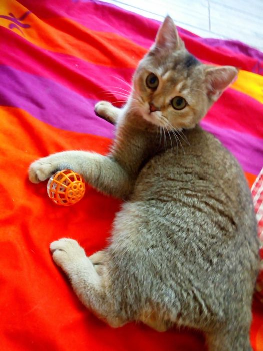 Акція вихідного дня Золоті шотландські котики