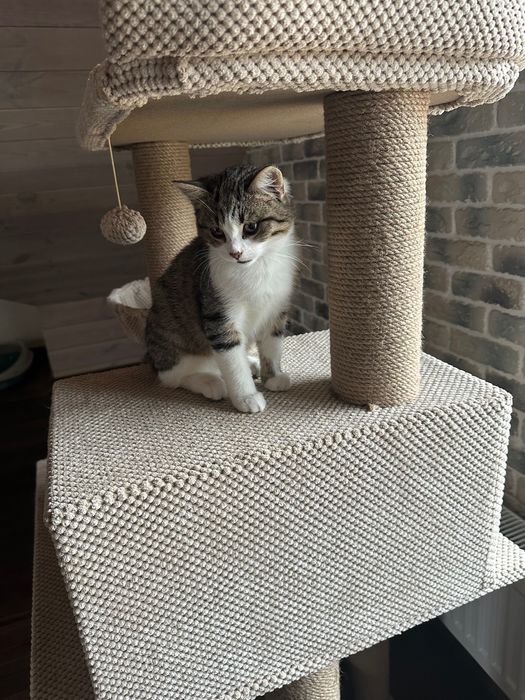 Кошечка 3,5 мес срочно ищет дом! Котенок, котик отдам