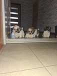 Shih Tzu  chłopak