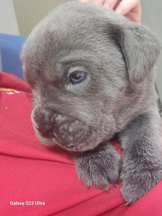 Sunia Cane Corso