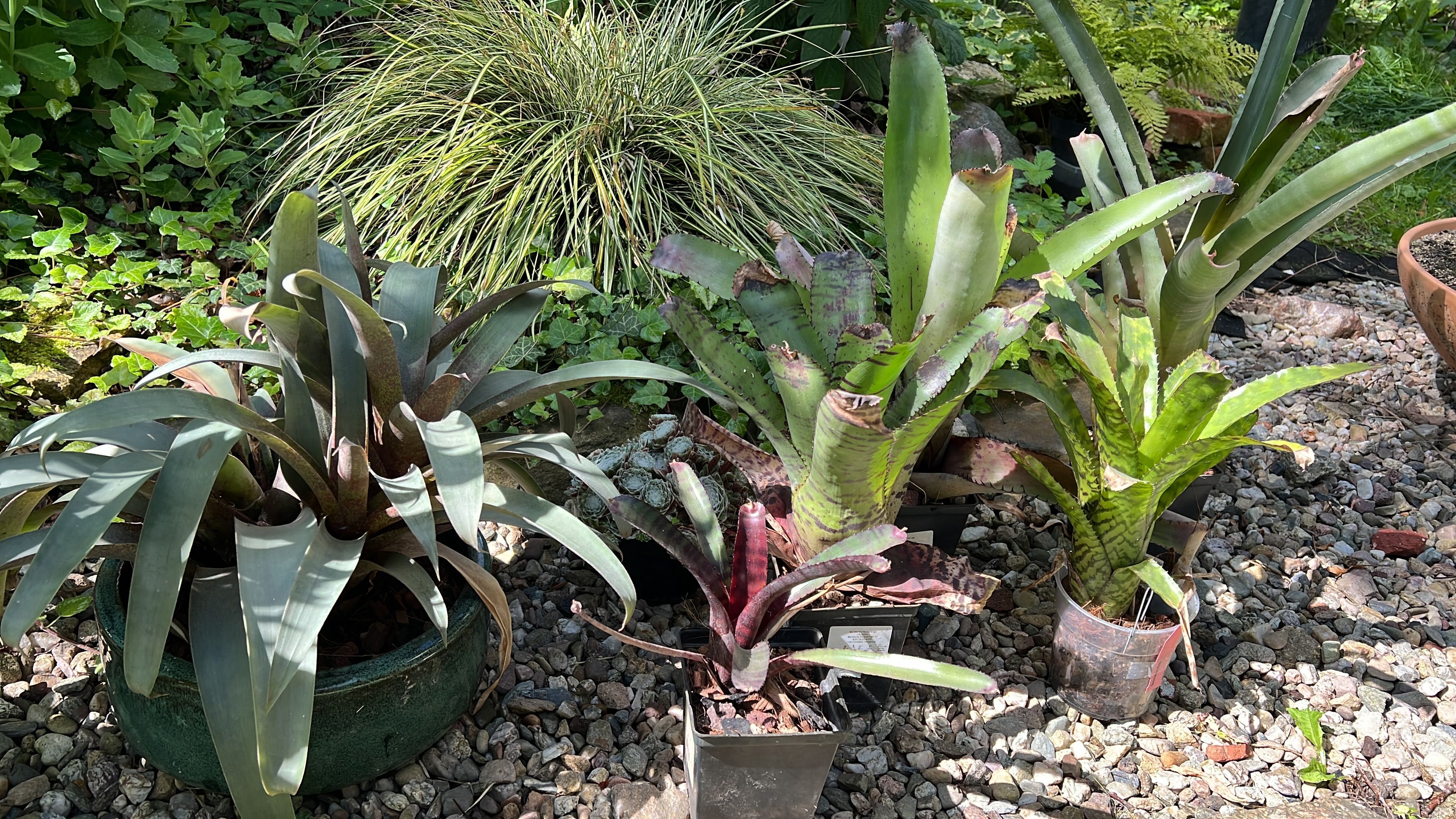 Neoregelia bromelia tillandsia