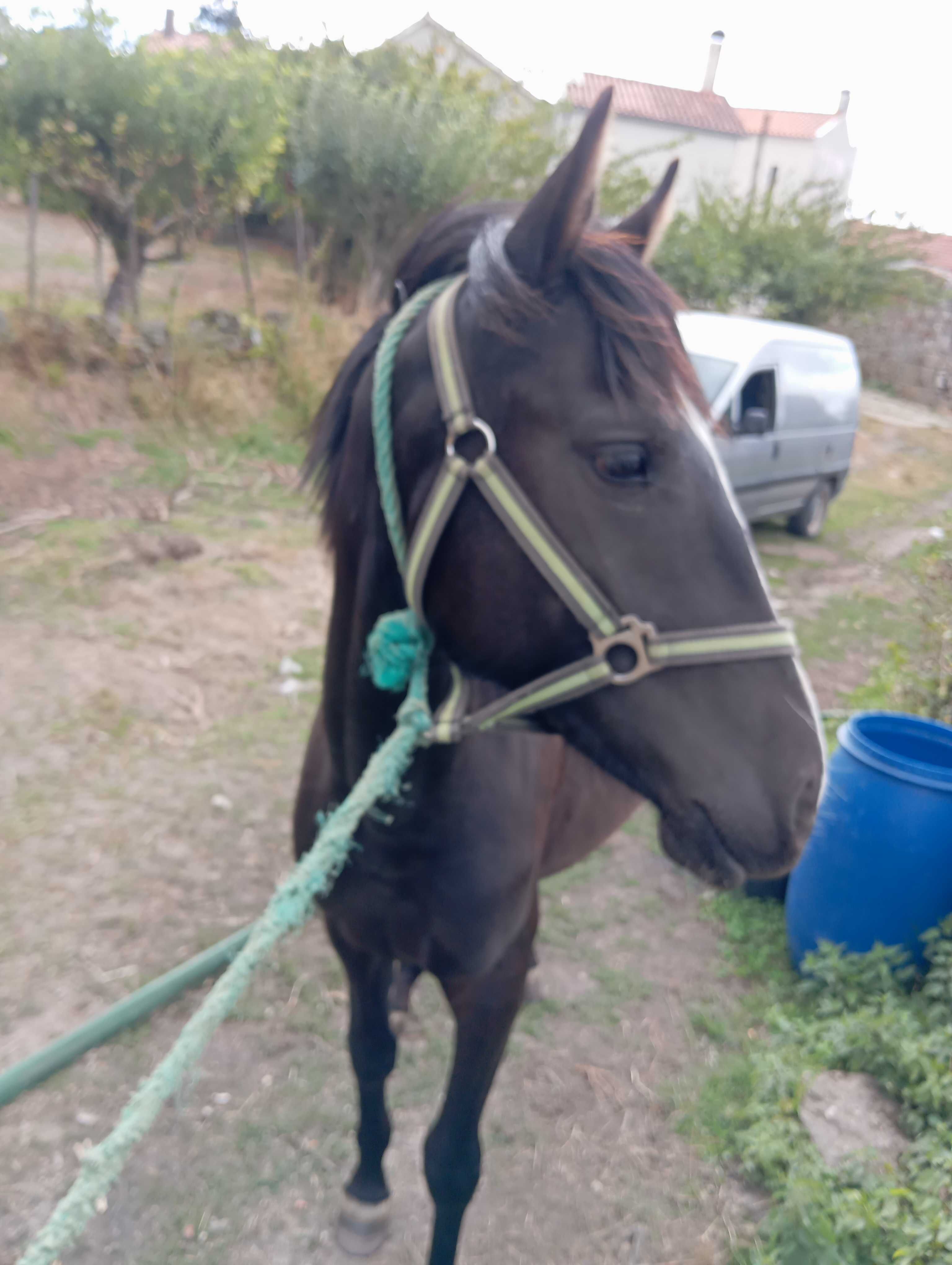 Poldro cruzado lusitano