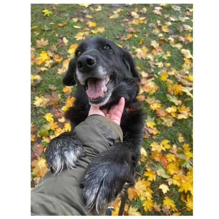 Активная собака в добрые руки