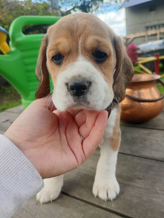 Piękna suczka Beagle