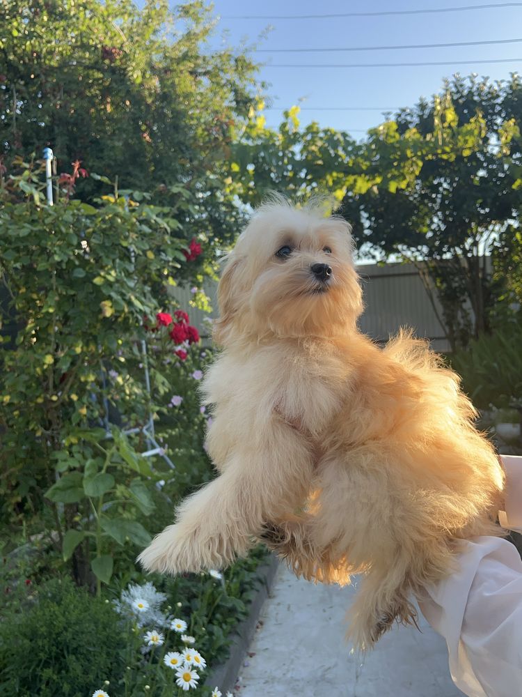 Мальтіпу ф1 , мальтипу ф1, maltipoo
