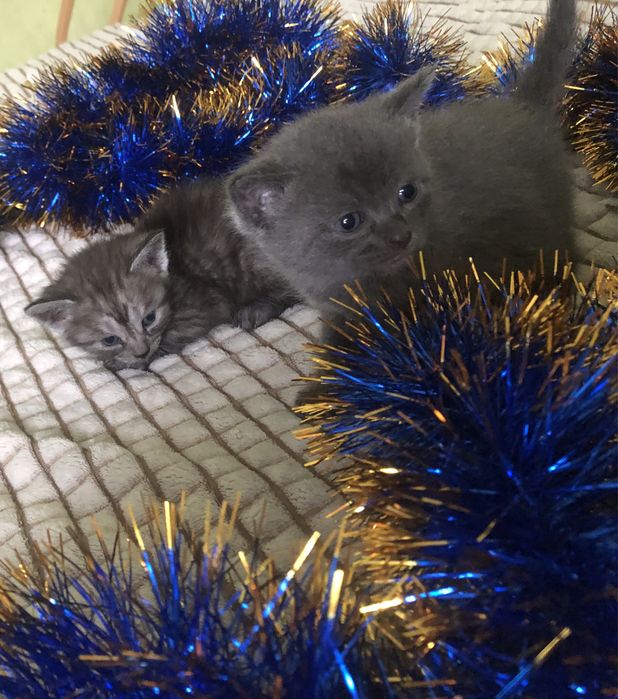 Хлопчик  котик  сірий( подарунок на Миколая)