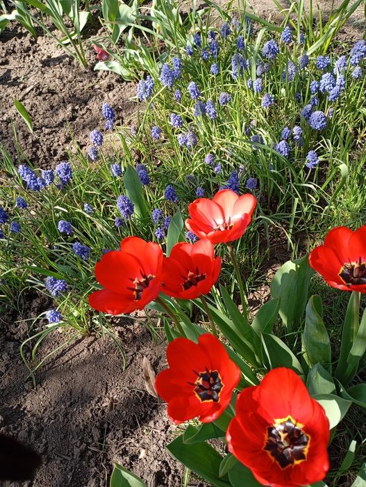 Цибулини  мускарі Синій шип Нідерланди