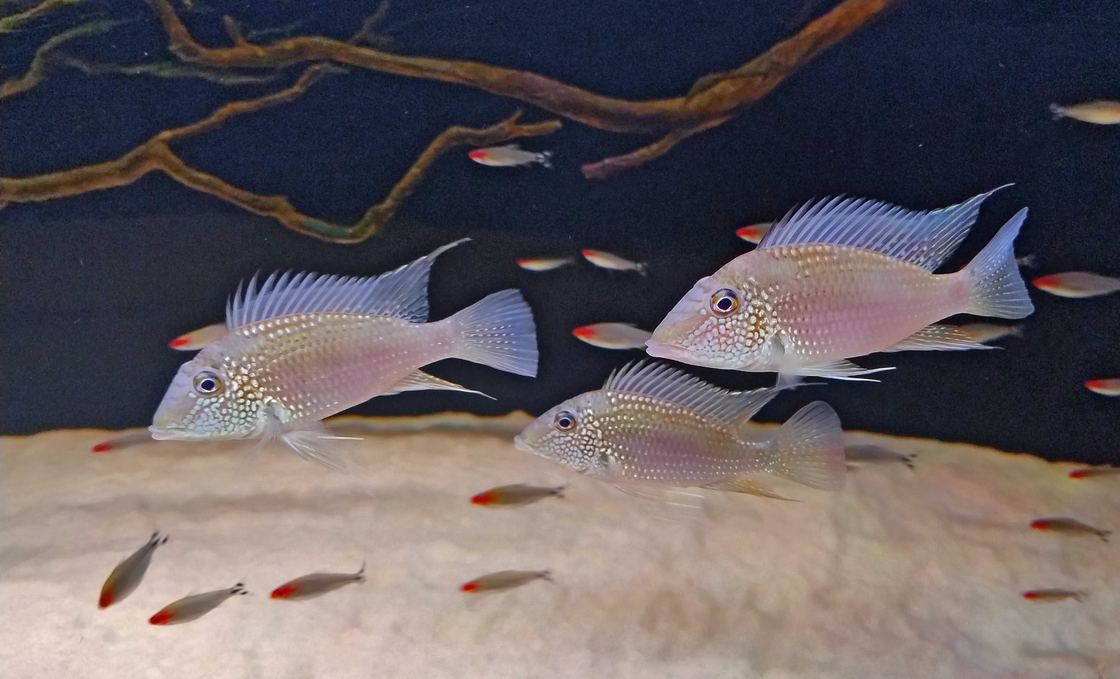 Ziemiojad Satanoperca leucosticta Geophagus