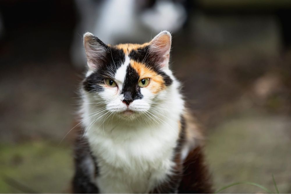 Kotki do adopcji