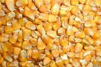 Кукуруза 2023 года, сухая в мешках по 40 кг. 2 тн. с.Радсело (Радісне)