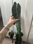 Filodendron melanochrysum philodendron