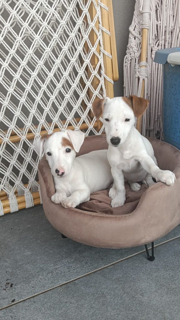 Jack Russell Terrier