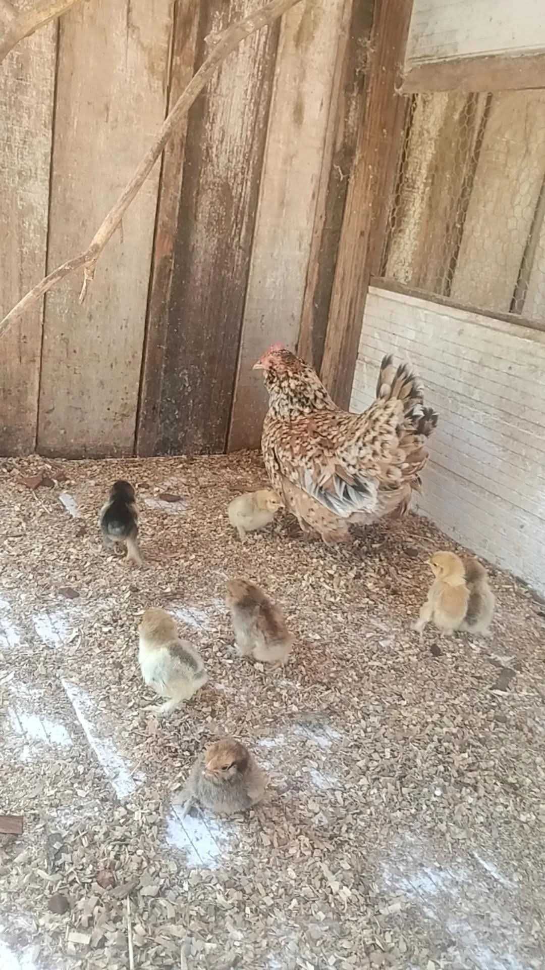 Vendo ovos, pintos e galinas de galinha de várias raças