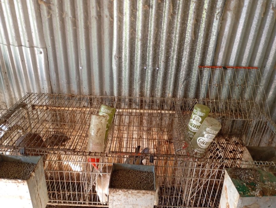 Coelheira 3 compartimentos