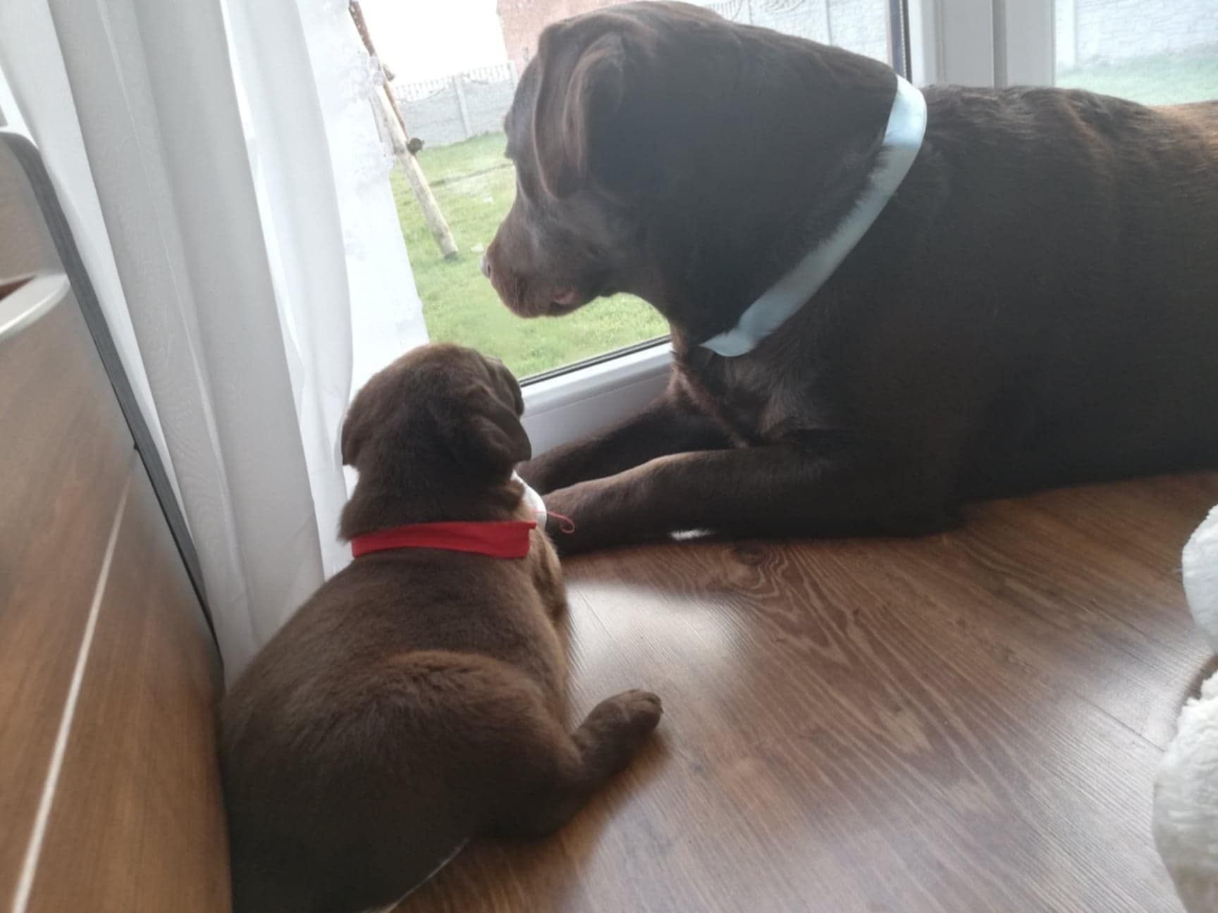 Labrador retriever