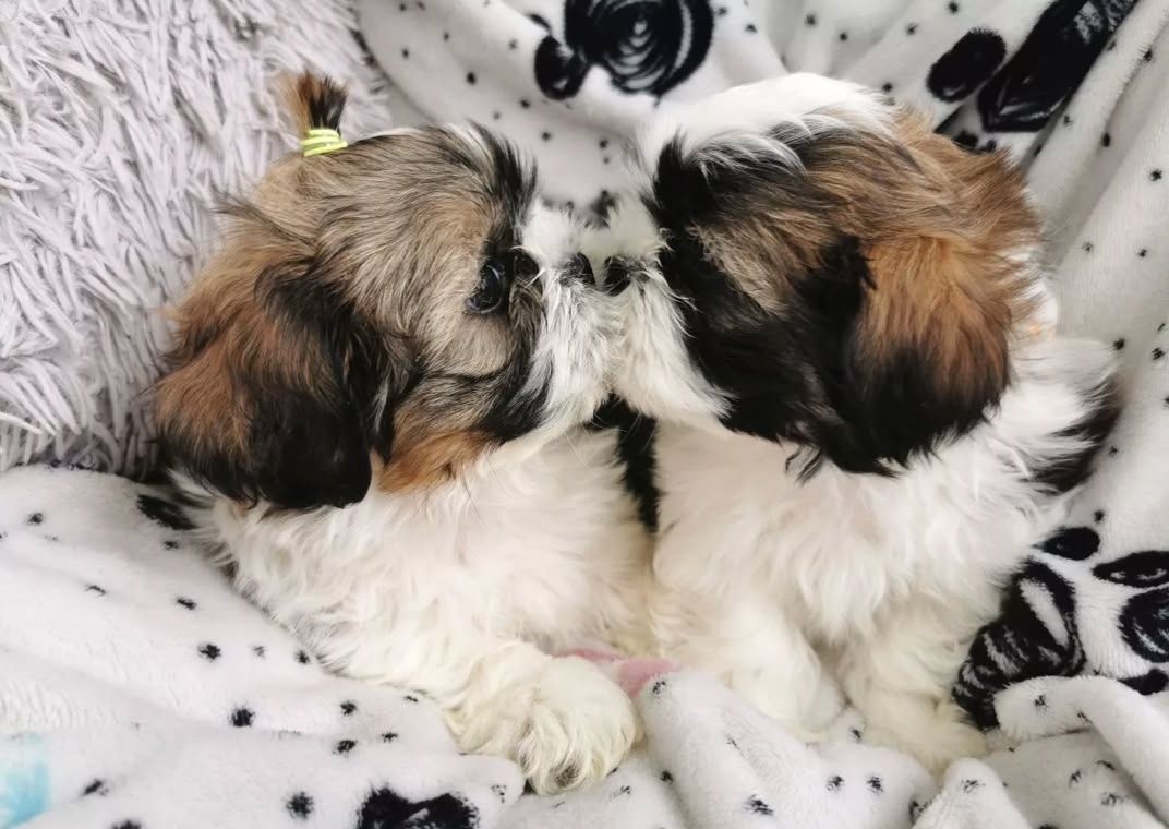 **Shihtzu z Brit Life*PL Rodowód Chip
