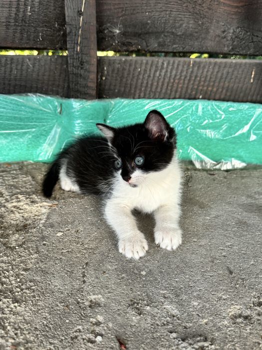 Kot kotka kotki za darmo