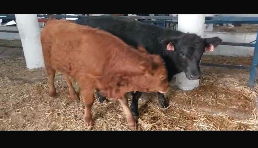 Odsadki Angus Limousin Byczki Mięsne Opasy Cielęta Byki