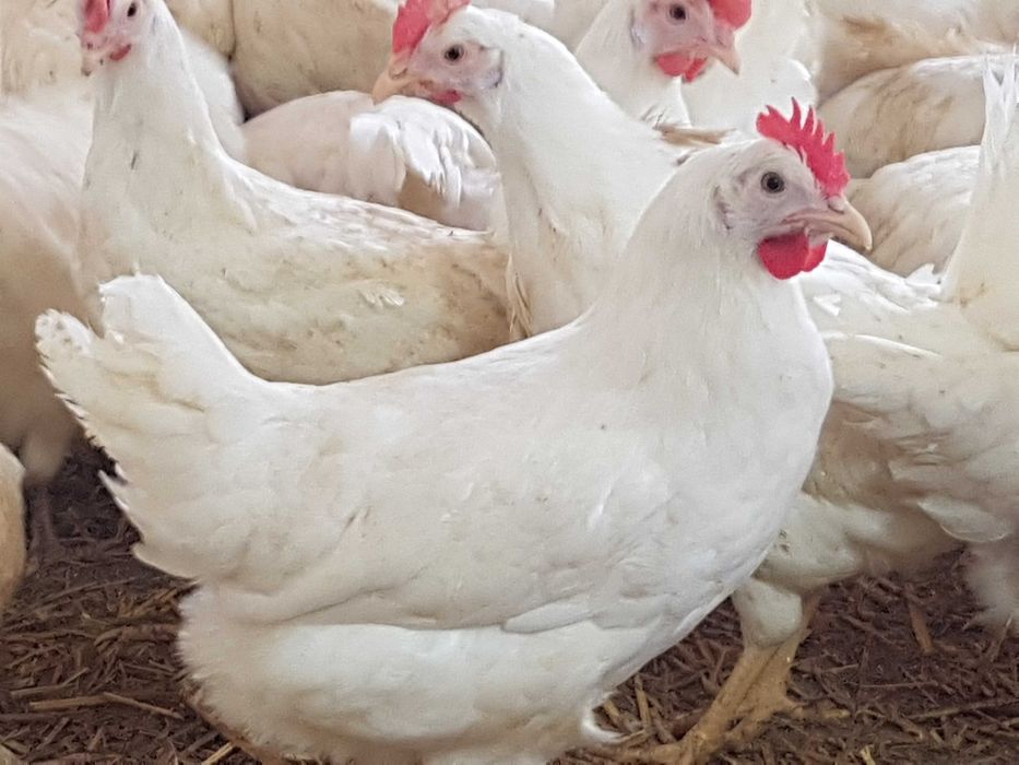 Kurki kokoszki nioski rasy Tetra biała jak leghorn