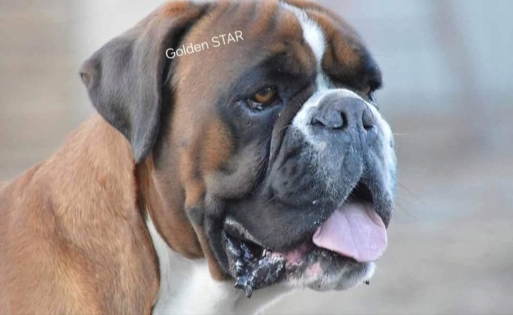 Bokser Golden STAR