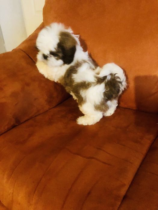 Shih tzu szczeniaczek